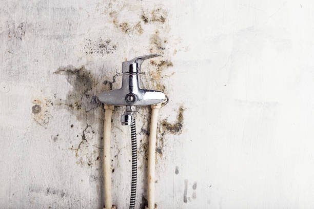 Best Mold Removal Near Me  in North Browning, MT