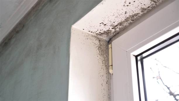 Professional Mold Removal in North Browning, MT