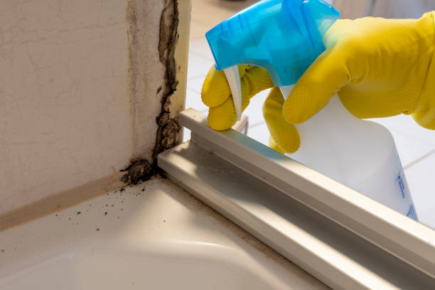 Best Best Mold Removal Companies  in North Browning, MT