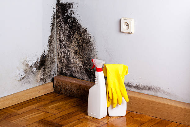 Best Local Mold Removal Service  in North Browning, MT
