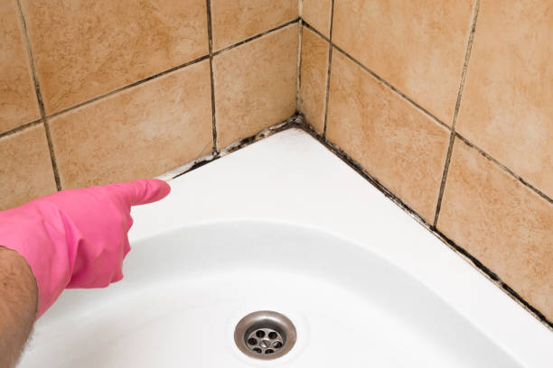 Best Attic Mold Removal  in North Browning, MT
